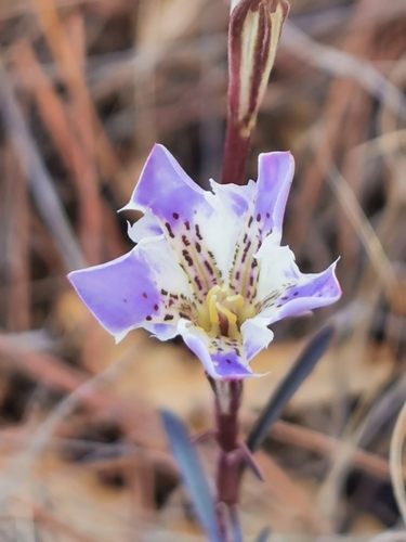 Gentiana hooperi (Gentiana hooperi)