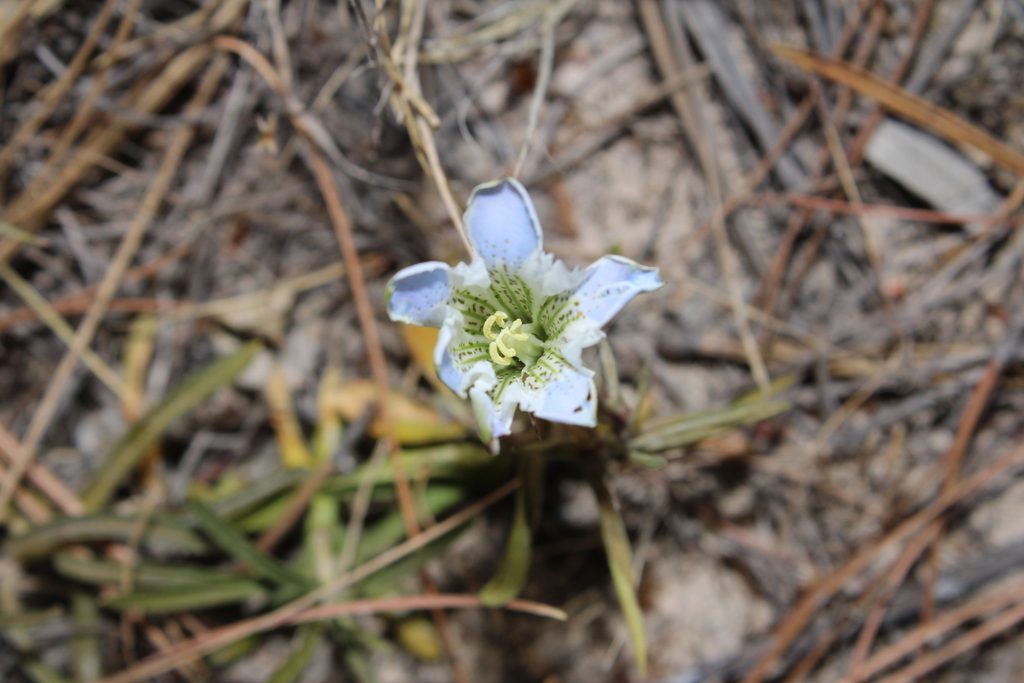 Gentiana hooperi (Gentiana hooperi)