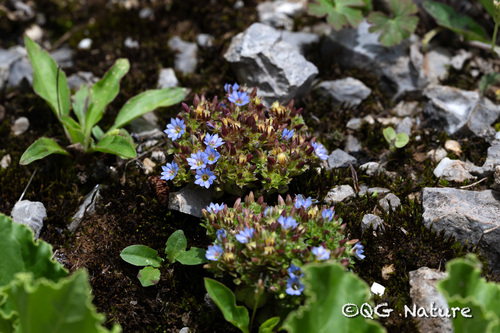 Gentiana intricata (Gentiana intricata)