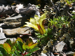 Gentiana kaohsiungensis (Gentiana kaohsiungensis)