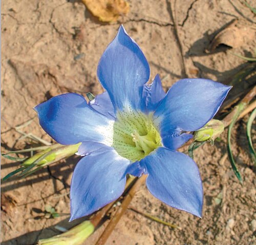 Gentiana kurroo: Gentiana kurroo flower bloomed