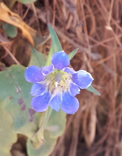 Gentiana laevigata (Gentiana laevigata)