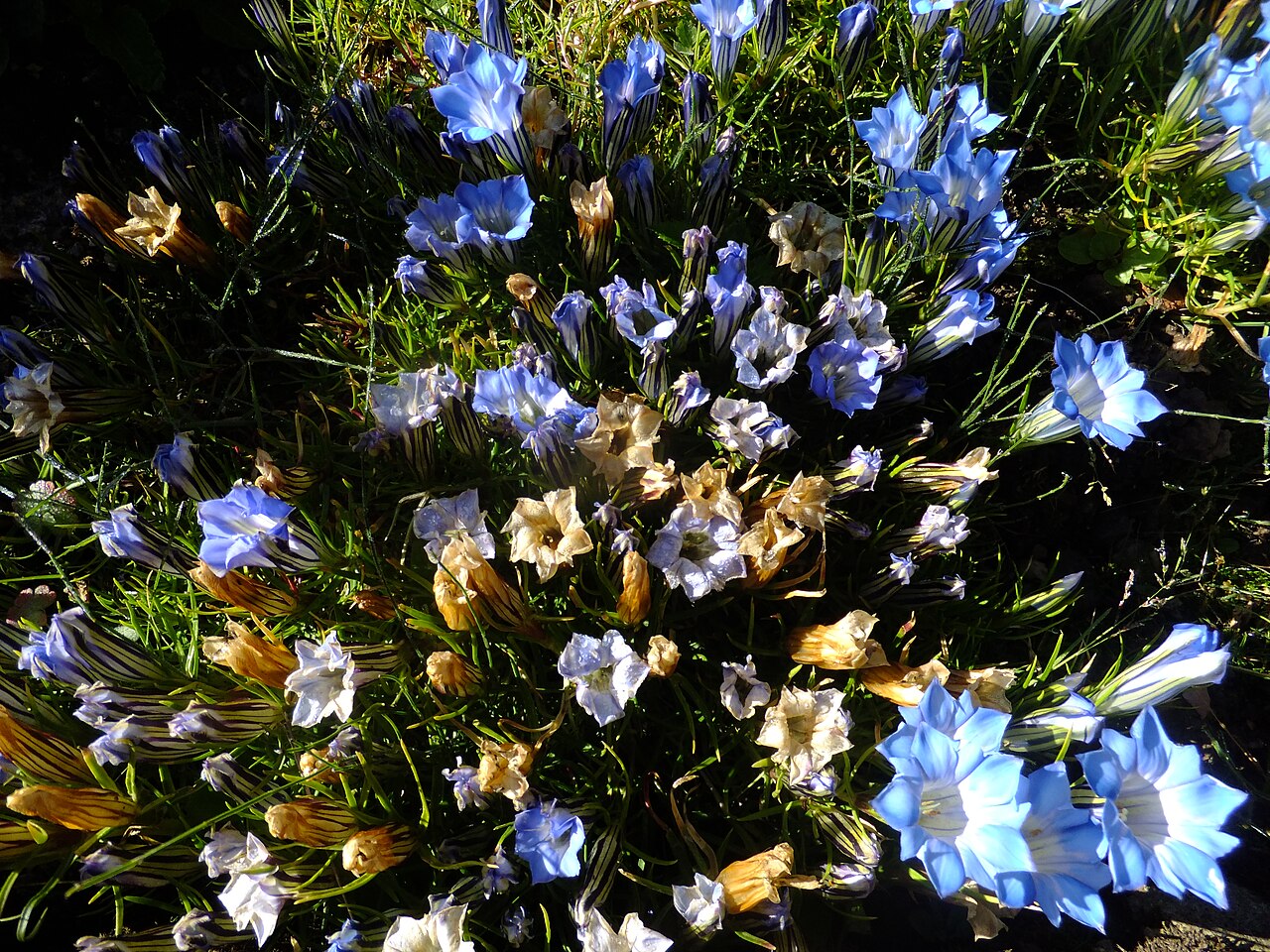 Gentiana lawrencei: Flowers of Gentiana lawrencei in the Giardino Botanico Alpino Viote
