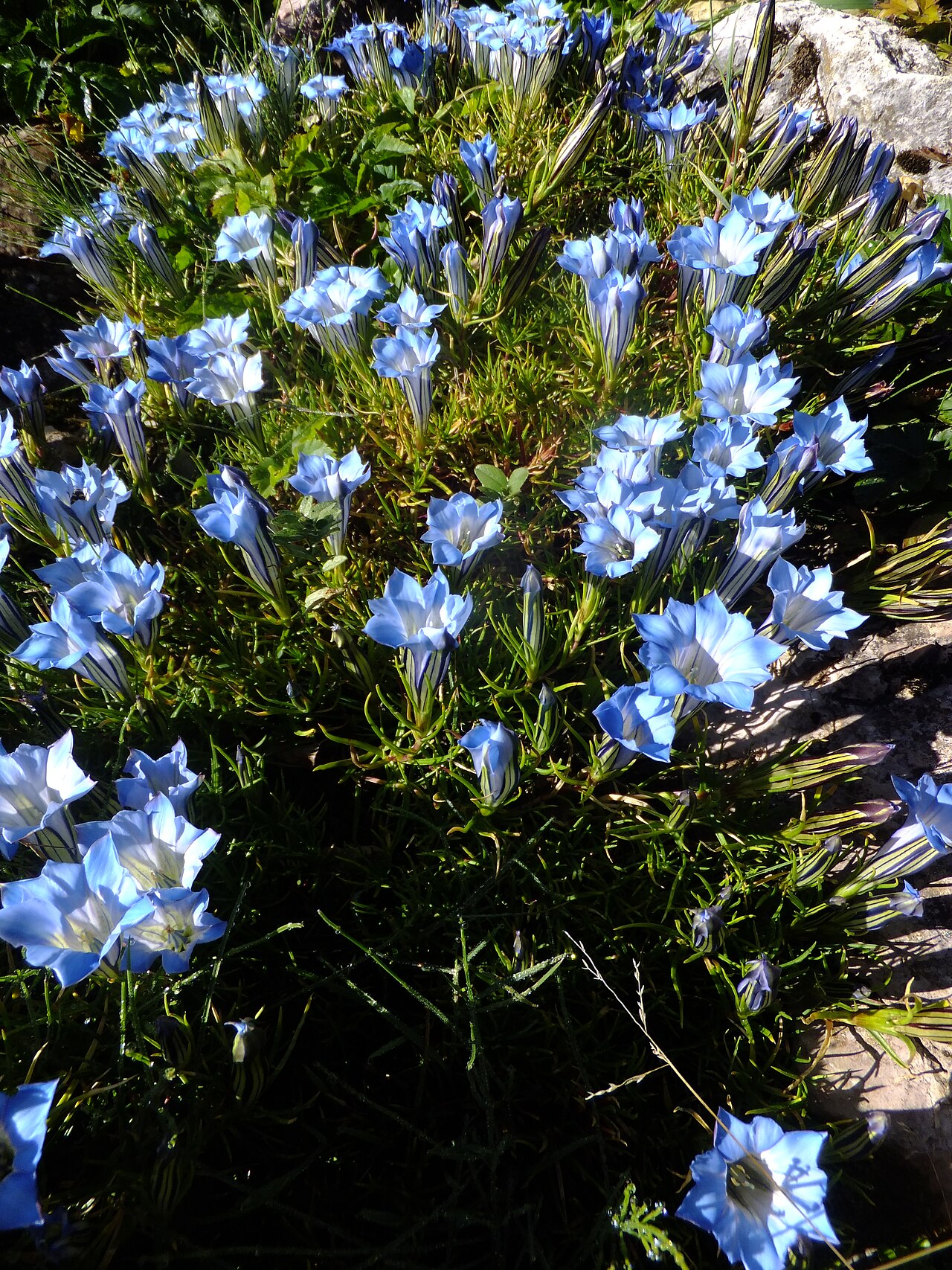Gentiana lawrencei: Flowers of Gentiana lawrencei in the Giardino Botanico Alpino Viote