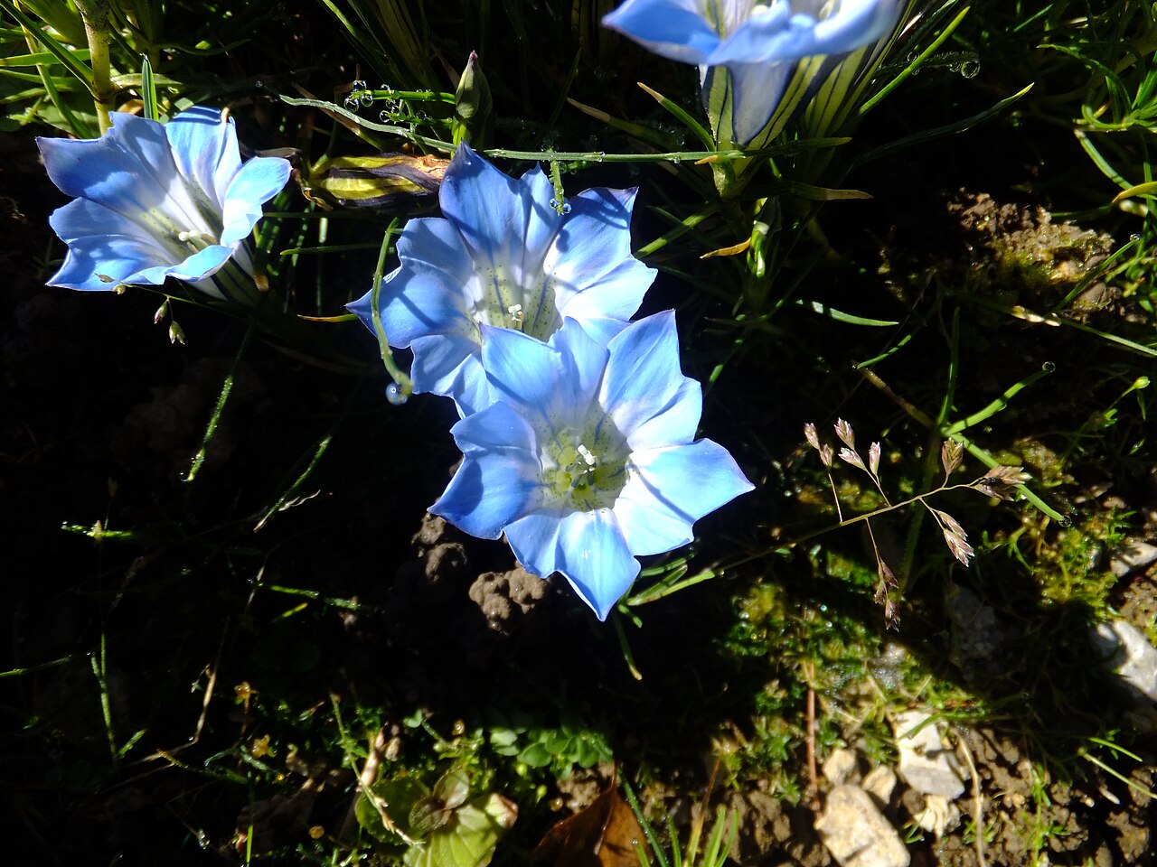 Gentiana lawrencei: Flowers of Gentiana lawrencei in the Giardino Botanico Alpino Viote