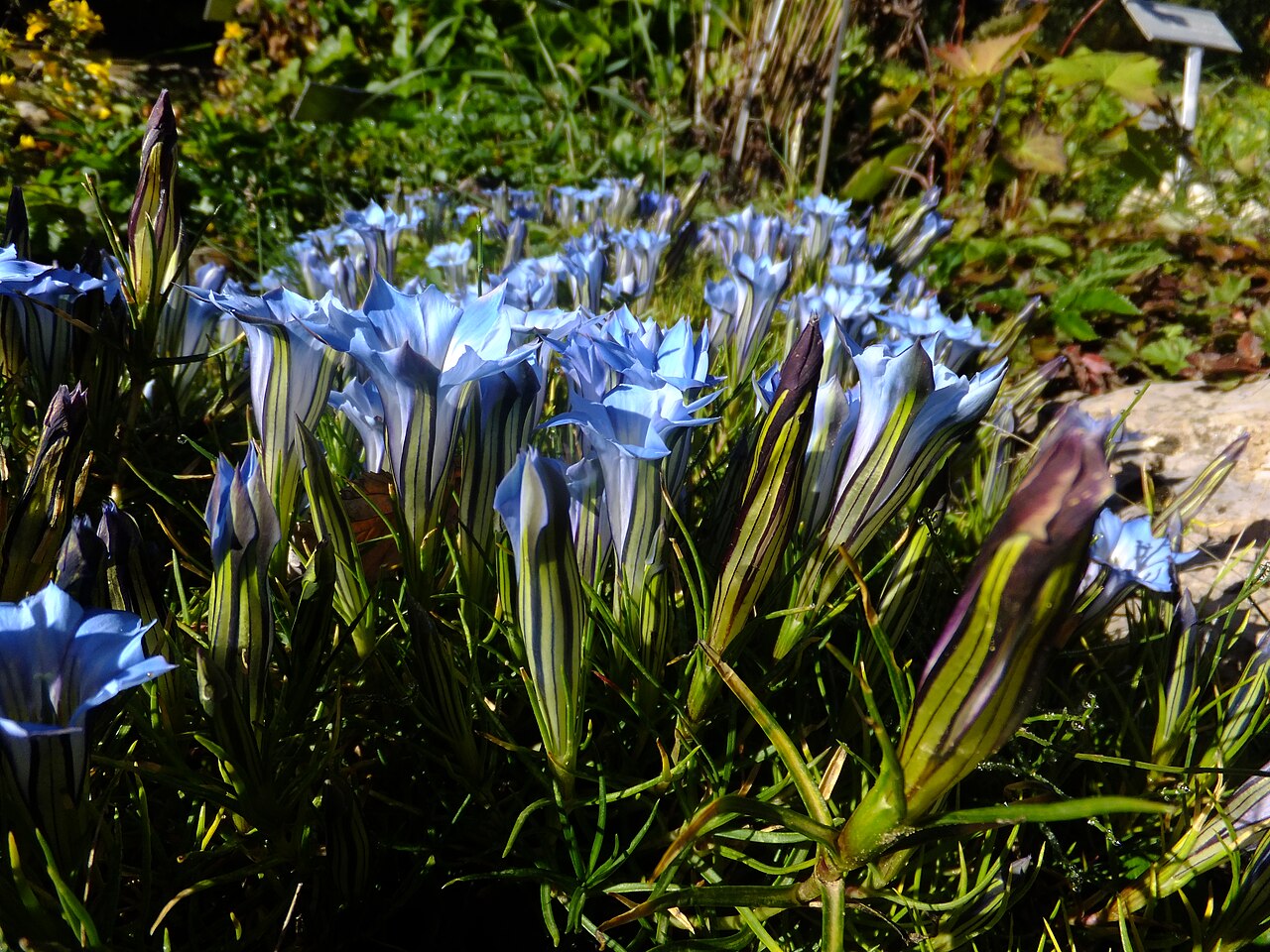 Gentiana lawrencei: Flowers of Gentiana lawrencei in the Giardino Botanico Alpino Viote