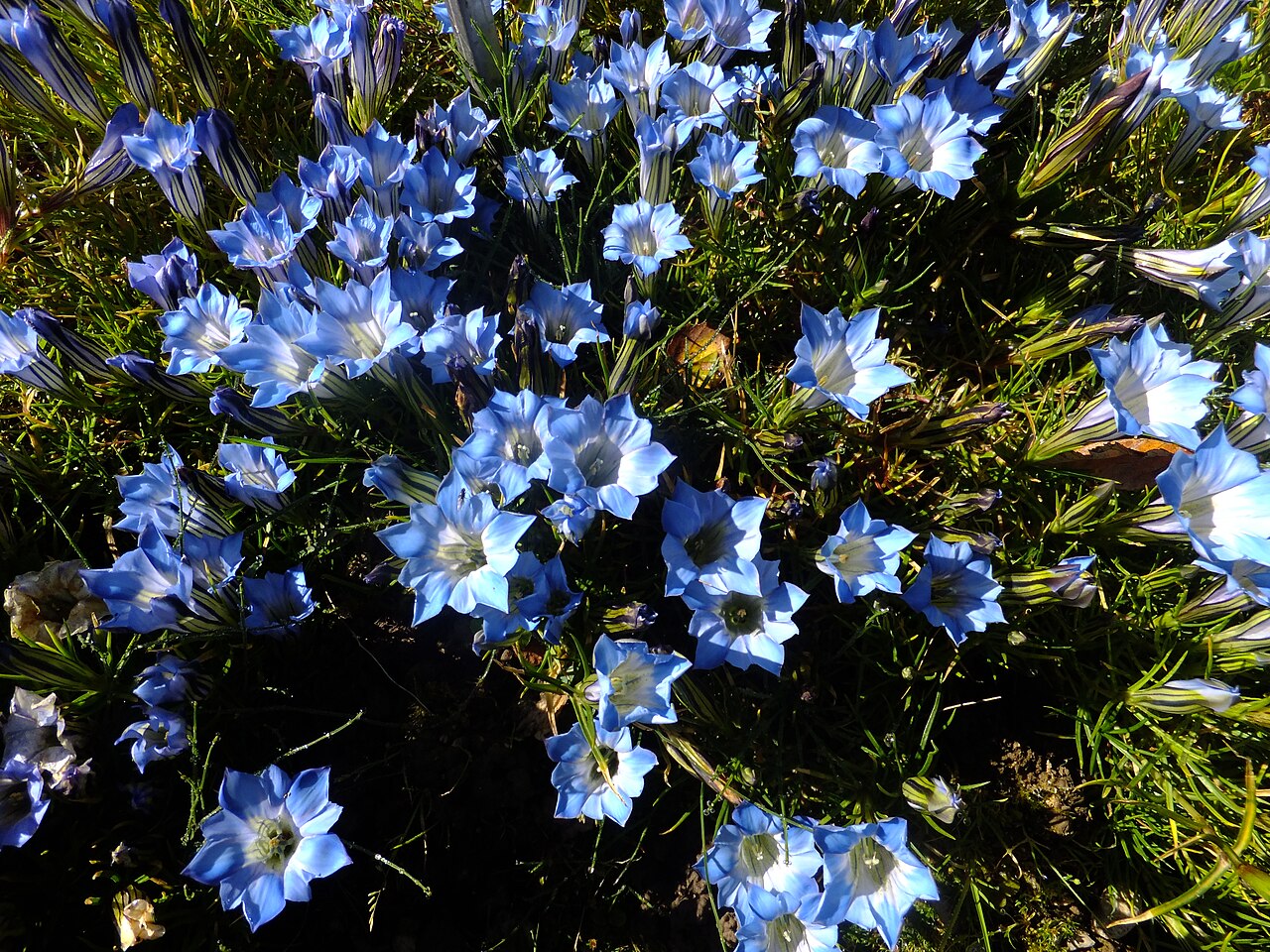 Gentiana lawrencei: Flowers of Gentiana lawrencei in the Giardino Botanico Alpino Viote