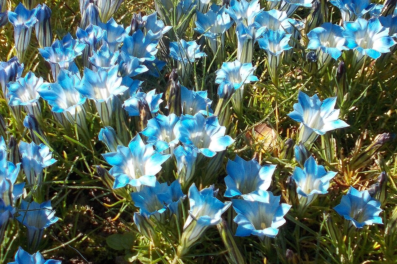 Gentiana lawrencei: Gentiana lawrencei - Giardino Botanico Alpino delle Viote (Trento) - settembre 2016