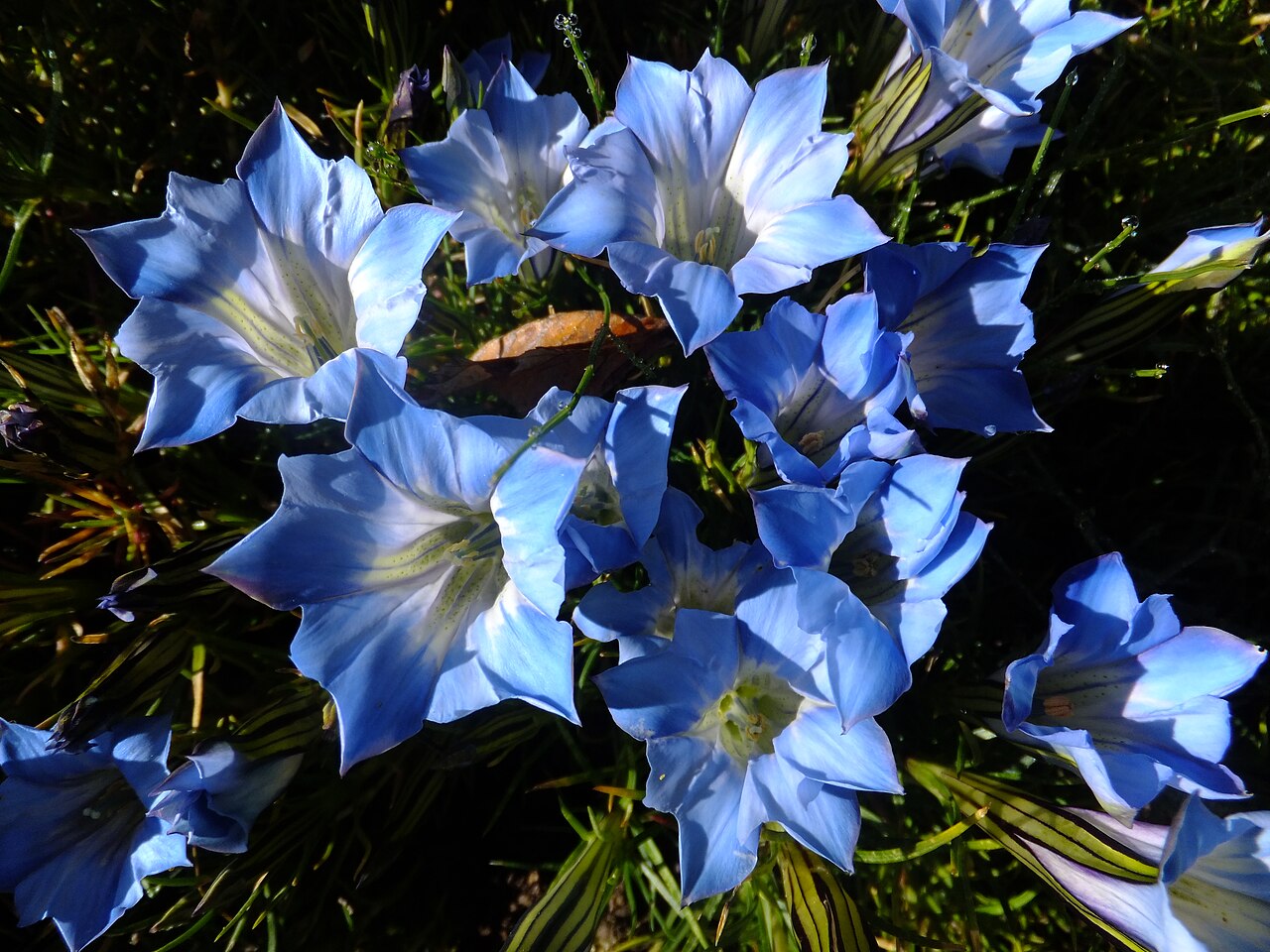 Gentiana lawrencei: Flowers of Gentiana lawrencei in the Giardino Botanico Alpino Viote