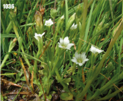 Gentiana leucomelaena: Gentiana leucomelaena, Tajikistan