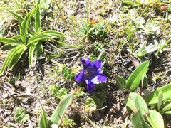 Gentiana lhassica (Gentiana lhassica)