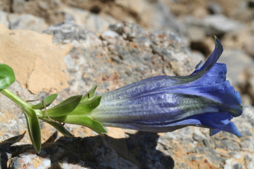 Gentiana ligustica (Gentiana ligustica)