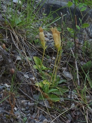 Gentiana ligustica (Gentiana ligustica)