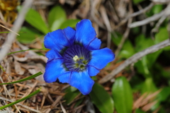 Gentiana ligustica (Gentiana ligustica)