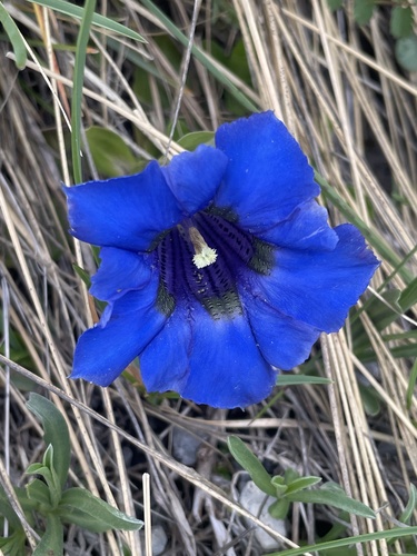 Gentiana ligustica (Gentiana ligustica)