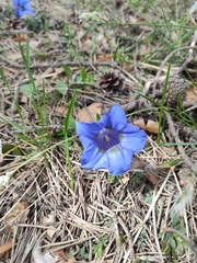 Gentiana ligustica (Gentiana ligustica)