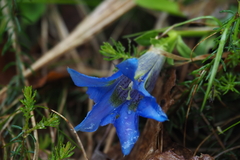 Gentiana ligustica (Gentiana ligustica)