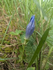 Gentiana ligustica (Gentiana ligustica)