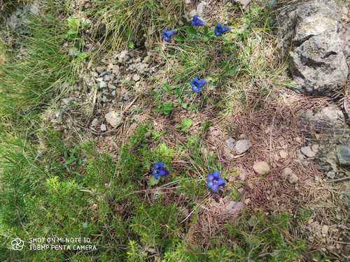 Gentiana ligustica (Gentiana ligustica)