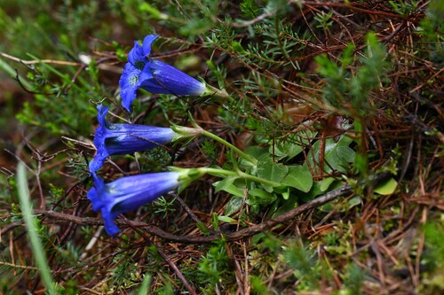 Gentiana ligustica (Gentiana ligustica)