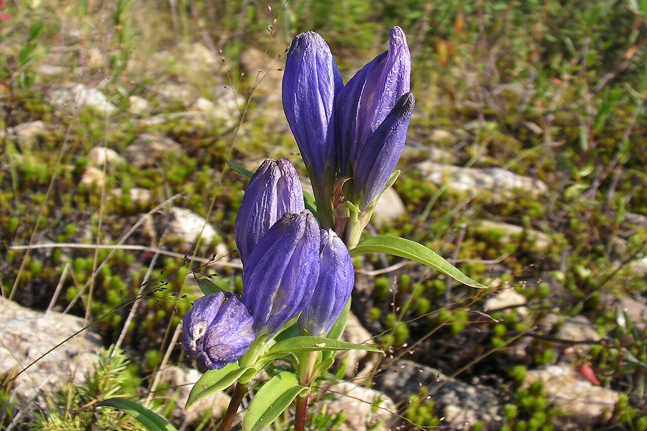 Narrowleaf gentian: Gentiana linearis - Narrowleaf gentian