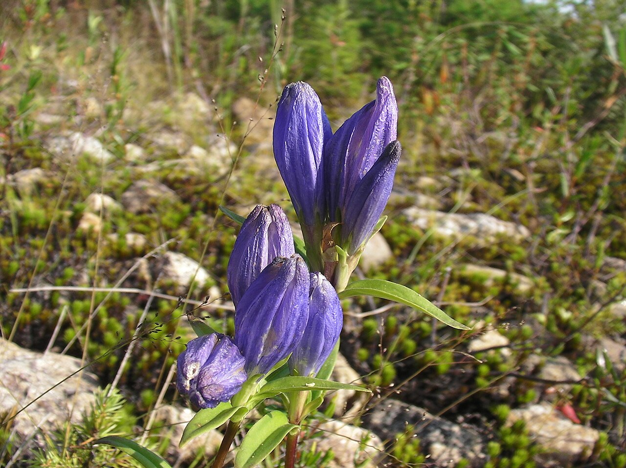 Narrowleaf gentian: Gentiane à feuilles linéaires. .... Narrowleaf gentian