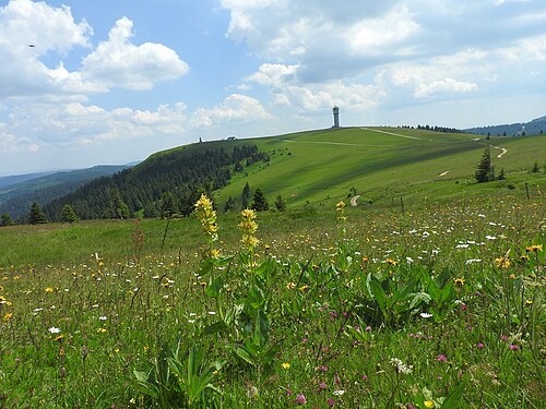 Great yellow gentian: Gelber Enzian (Gentiana lutea), Feldberg (Berg im Schwarzwald) , 30.06.2018
