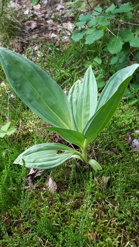 Great yellow gentian (Gentiana lutea)