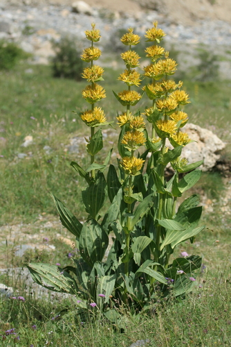 Great yellow gentian (Gentiana lutea)