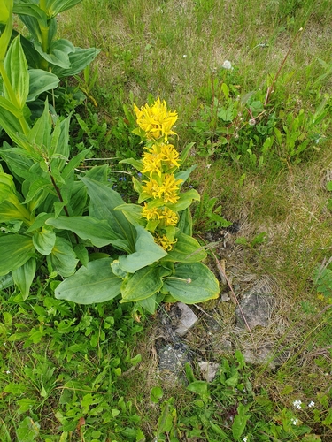Great yellow gentian (Gentiana lutea)