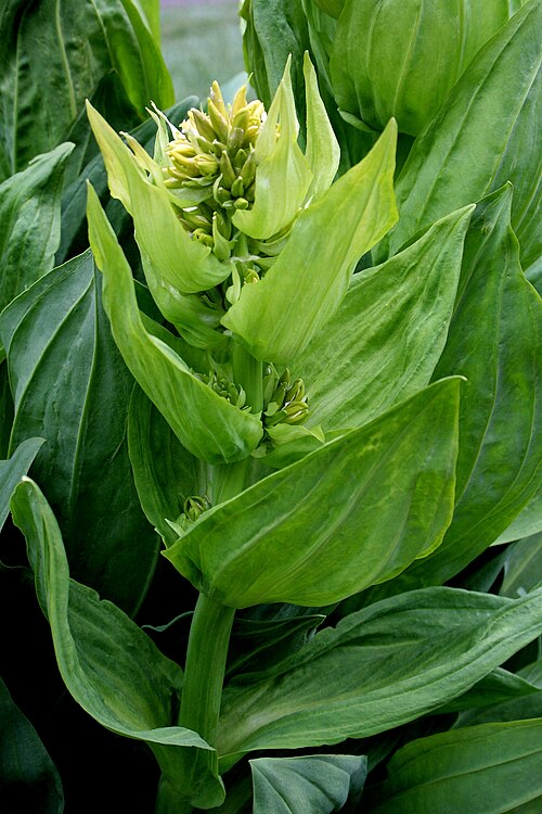 Great yellow gentian: Ísland , Akureyri Botanical Gardens: Gelber_Enzian_