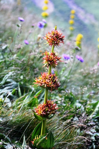 Great yellow gentian (Gentiana lutea)