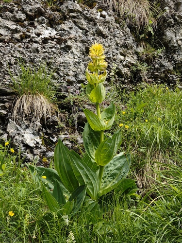 Great yellow gentian (Gentiana lutea)