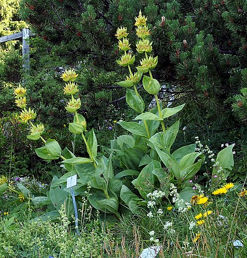 Great yellow gentian: Beschreibung kommt noch