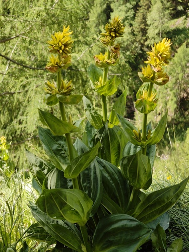 Great yellow gentian (Gentiana lutea)