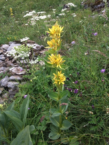 Great yellow gentian (Gentiana lutea)