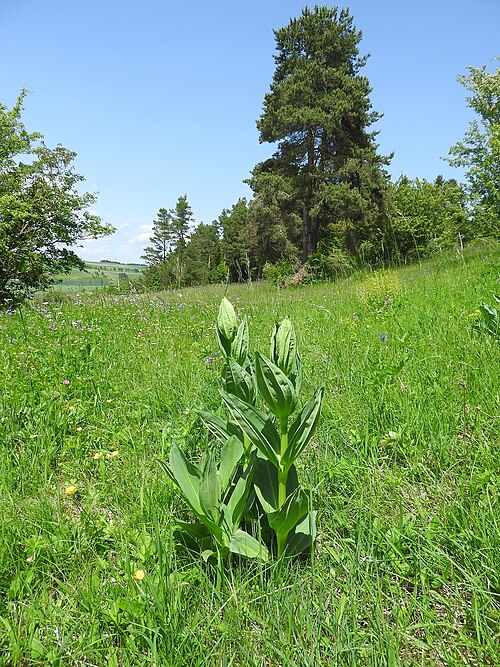 Great yellow gentian: Gelber Enzian (Gentiana lutea), Steppenheide Hardt , 26.05.2018