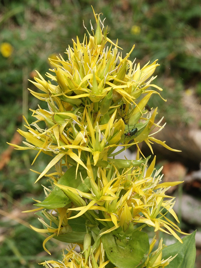 Great yellow gentian: Gentiana lutea , Tannheimer Tal, Austria