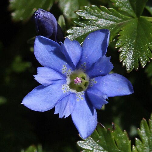 Gentiana nipponica: Gentiana nipponica in Mount Kasa, Takayama, Gifu prefecture, Japan.