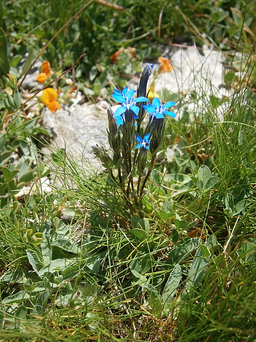 Snow gentian: Gentiana nivalis