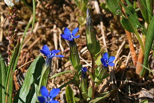 Snow gentian: Fjällgentiana - Gentiana nivalis0167