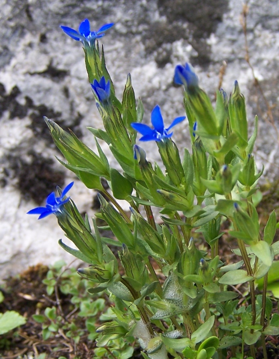 Snow gentian: Gentiana nivalis (pl. goryczka śniegowa), habitat: West Tatra Mountains, Hala Upłaz, Skała Piec