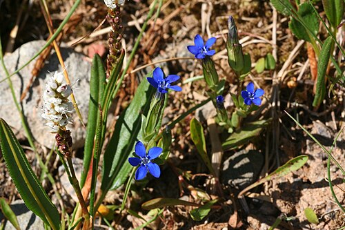 Snow gentian: Fjällgentiana - Gentiana nivalis0197