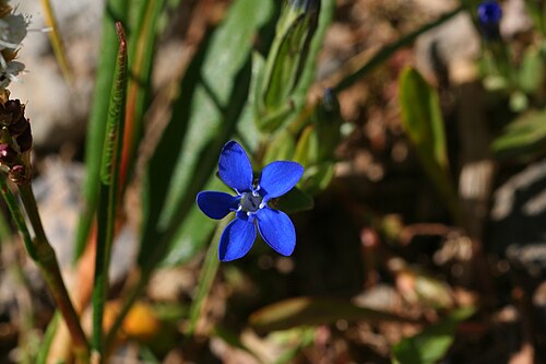 Snow gentian: Fjällgentiana - Gentiana nivalis0198