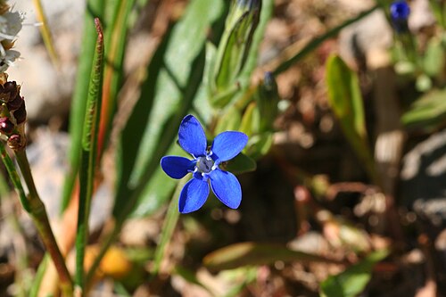 Snow gentian: Fjällgentiana - Gentiana nivalis0166
