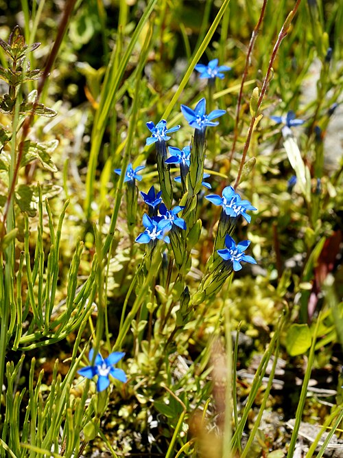 Snow gentian: Snow Gentian at Lotschental, Switzerland. Thanks to Franz Xaver for the help with identification.