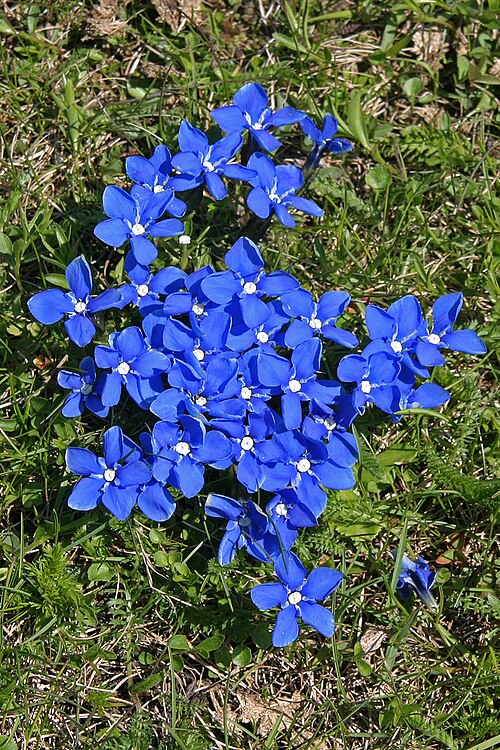 Snow gentian: Snow gentian (Gentiana nivalis), a rare plant found in the Alps above 1400 meters altitude. The flowers open and close depending on the temperature and the amou