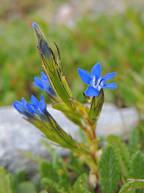 Snow gentian: snow gentian / alpine gentian Schnee-Enzian ochincel