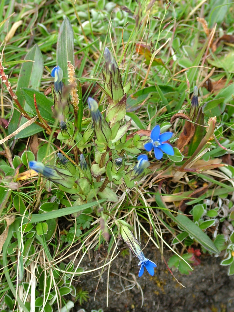 Snow gentian: Flowering snow gentian (Gentiana nivalis). Picture (photograph) taken at a mountain (about 600 m altitude) in the vicinity of Tromsø in Norway
