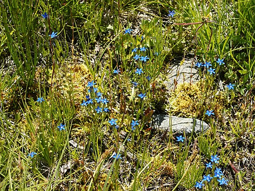 Snow gentian: Snow Gentian at Lotschental, Switzerland. Thanks to Franz Xaver for the help with identification.